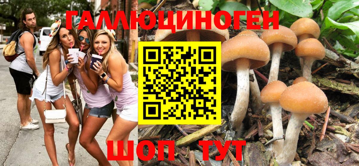 Псилоцибиновые грибы Cubensis Жигулёвск